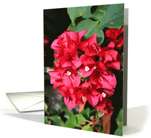 Thank You Bougainvillea Flowers card (496717)