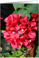 Thank You Bougainvillea Flowers card