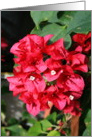 Thank You Bougainvillea Flowers card