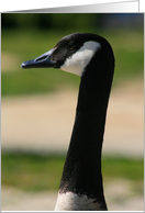 Thank You Canadian Goose Portrait card