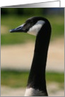 Thank You Canadian Goose Portrait card