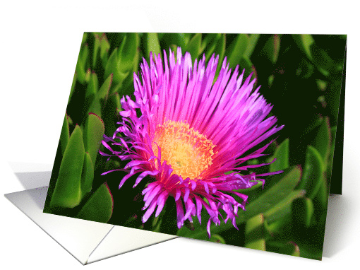 Thank You Ice Plant card (499437)