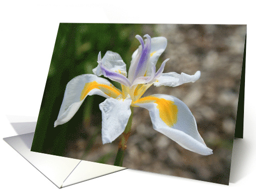 Thank You White Butterfly Iris Flower card (499439)
