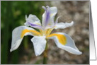 Thank You White Butterfly Iris Flower card