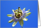 Thank You Passion Flower card