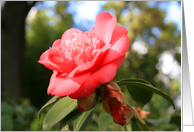 Thank You Pink Camelia Flower card