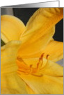 Thank You Yellow Daylily Flower card