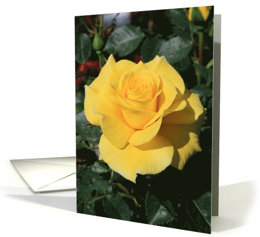 Thank You Yellow Rose Flower card (502159)