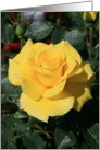 Thank You Yellow Rose Flower card