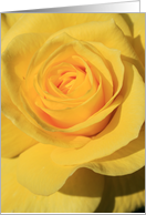 Thank You Yellow Rose Flower card