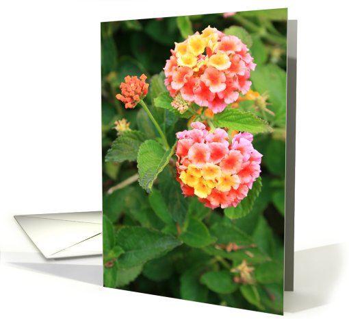 Thank You Lantana Flowers card (502162)