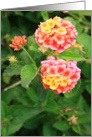 Thank You Lantana Flowers card