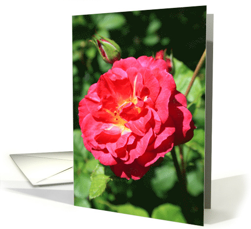 Happy Birthday, Red Rose card (636653)