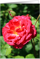 Happy Birthday, Red Rose card