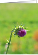Happy Birthday Wild flower card
