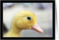 Yellow Duckling card