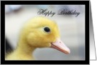 Happy Birthday Yellow Duckling card