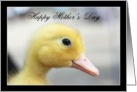 Happy Mother’s Day Yellow Duckling card