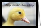 Happy Belated Mother’s Day Yellow Duckling card