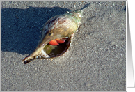 Crab in Seashell