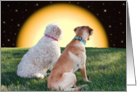 Two Dogs - Moonlight - Multi-Purpose - Puppy Love card