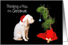 Thinking of You this Christmas, Dog with his Little Christmas Tree card