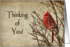 Thinking of You - Red Cardinal - Branch - Textures card