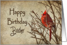 Birthday - Brother - Red Cardinal - Branch - Textures card