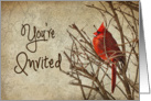 You’re Invited - Invitation - Red Cardinal - Branch - Textures card