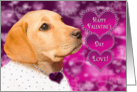 Happy Valentine’s Day - Love - Labarador -Purple/Pink Heart card