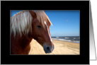 Wild Horse closeup by Ocean - Blank Card