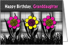 Birthday, Granddaughter, Black,White Abstract Colorful Daisies card