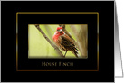 House Finch - Blank Card - Black/Gold card