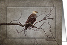 Father’s Day, Dad, Bald Eagle Perched on Branch card
