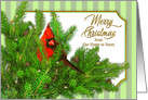 Christmas, Our Home to Yours, Red Cardinal Perched On Pine Branches card