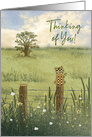 Thinking of You, Blank, Calico Cat Perched on Wood Post Fence, Country card