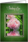 Thinking of You, Blank Inside, Large Garden Pink Peony Flower card