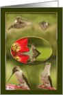 Thank You Hummingbird Collage with 5 Birds in Nature card