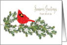 Seasons Greetings Business Red Northern Cardinal on Pine Branches card