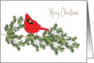 Christmas Red Northern Cardinal on Pine Branches card