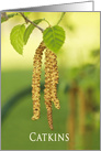Catkins Haning off a White Birch Tree, Blank Note Card
