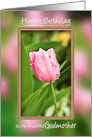 Birthday, Godmother, Pink Tulip in Garden with Waterdrops after Rain card
