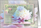 Thinking of You, Elegant Large Peony in Pastels on Soft Faux Texture card