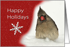 Red Cardinal Sits in Snow with Wishes for Happy Holidays card