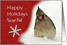 Female Red Cardinal in Snow Wishing Happy Holidays to Secret Pal card