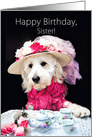 Birthday, Sister, Dog dressed up in Fancy Hat having Tea with Lunch card
