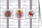 Mother’s Day, Mom, Three Red Cardinals within Individual Frames card