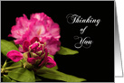 THINKING OF YOU,BLANK, FUCHSIA RHODODENDRONS on Black card