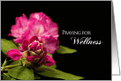 Get Well, Praying for Wellness,Fuchsia Rhododendron Flowers on Black card