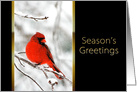 Red Cardinal Perched on Snowy Branch. Season’s Greetings, Business card